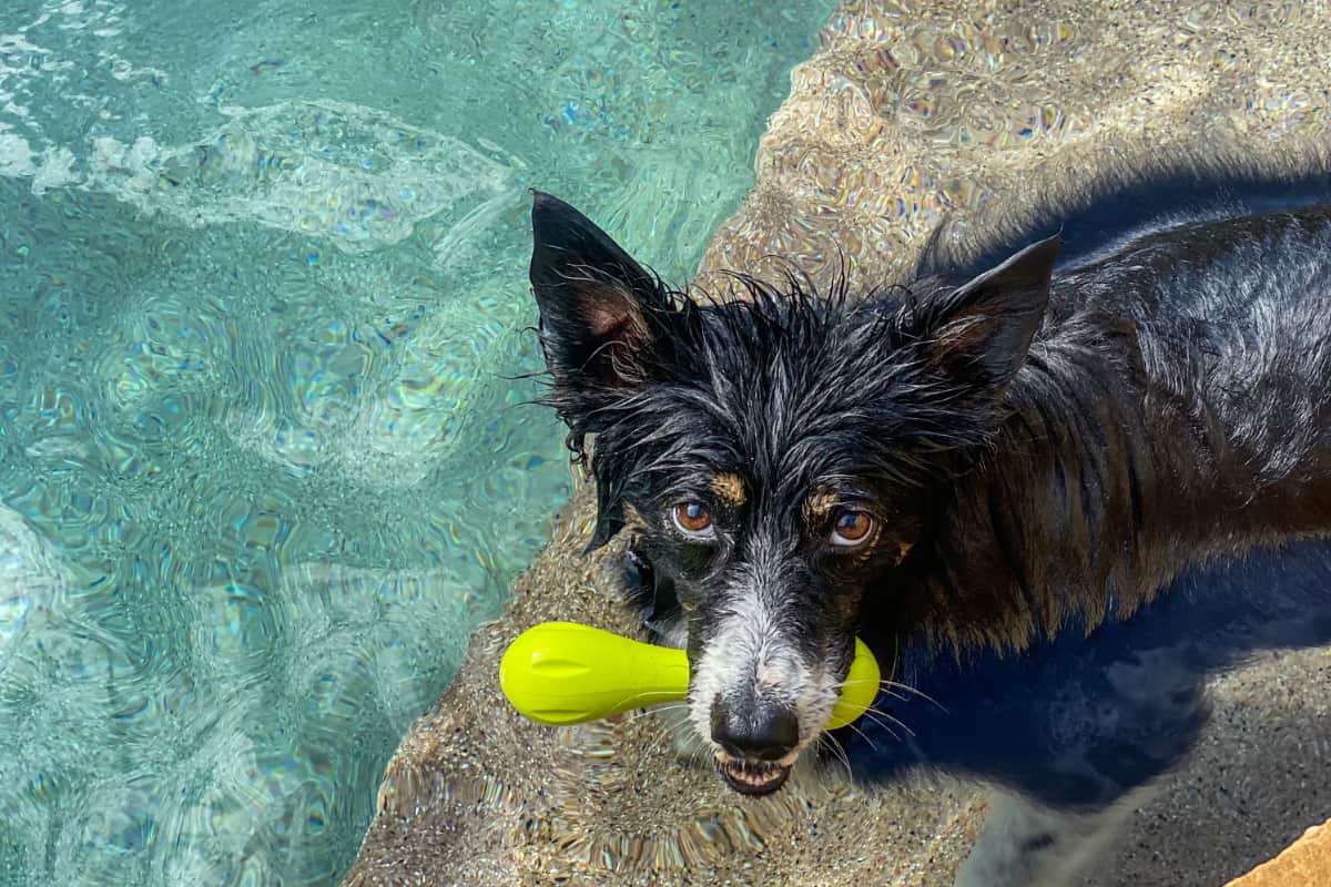 dog with toy in pool