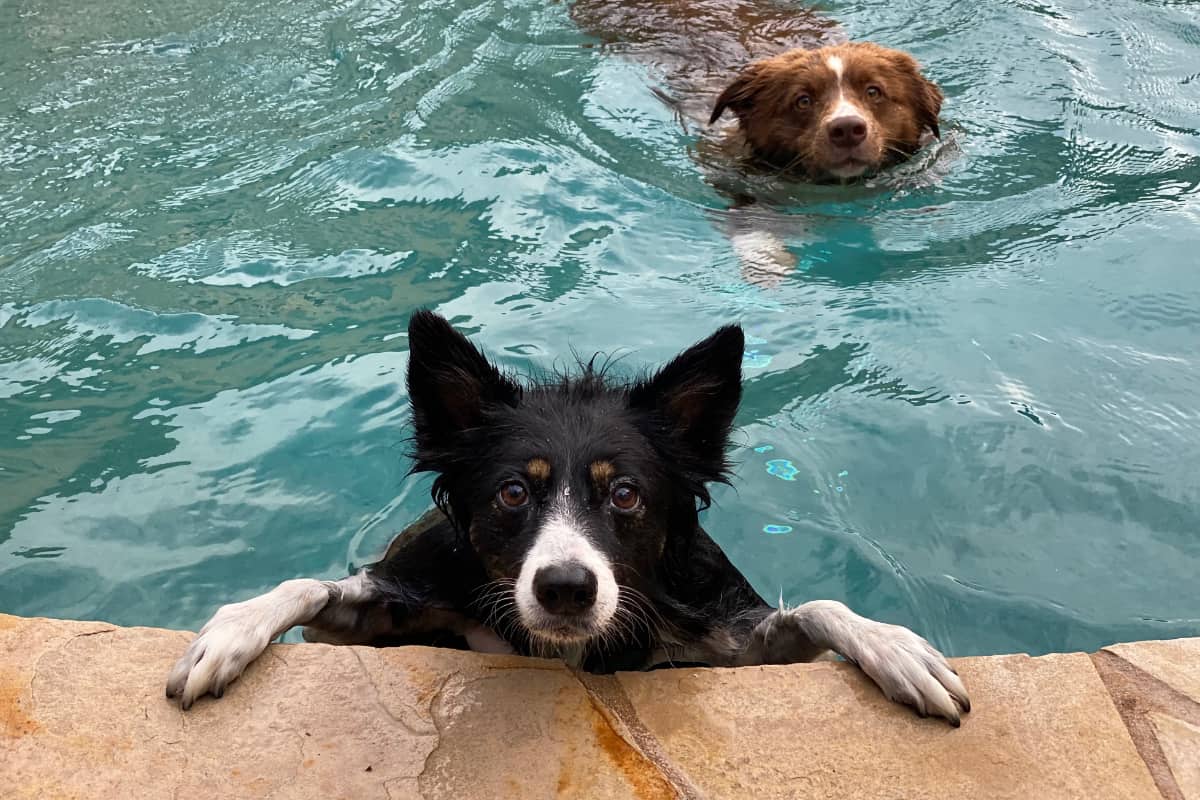 dogs in swimming pool
